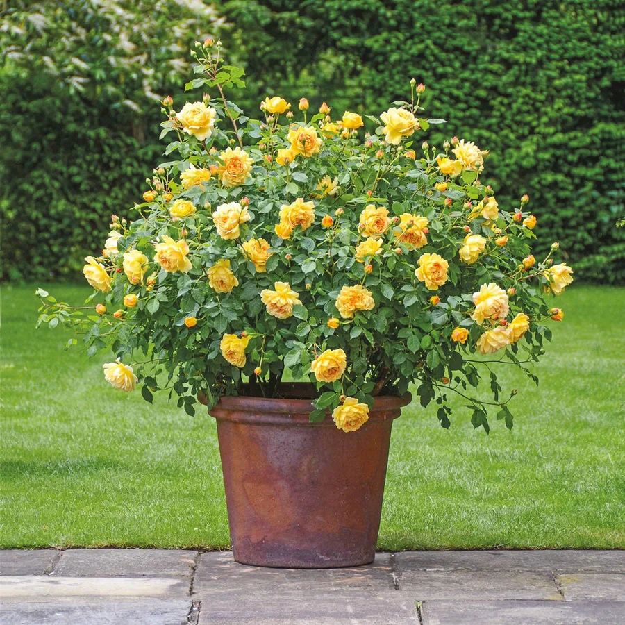 Golden Celebration - David Austin Rose - Image 6