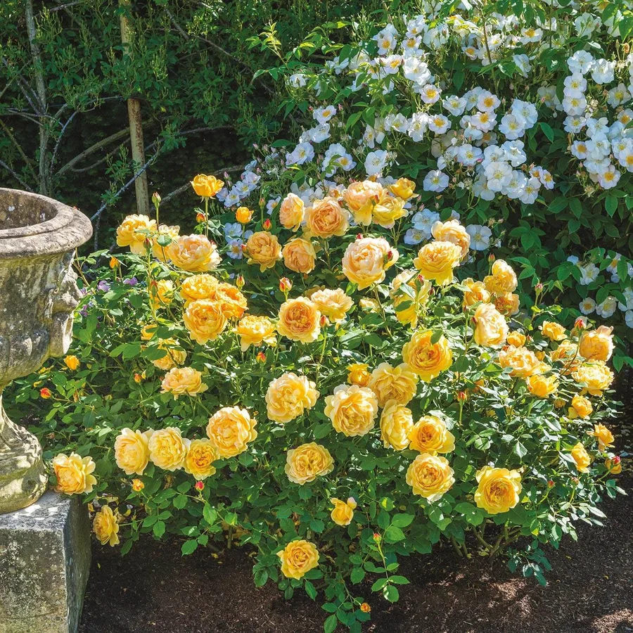Golden Celebration - David Austin Rose - Image 7