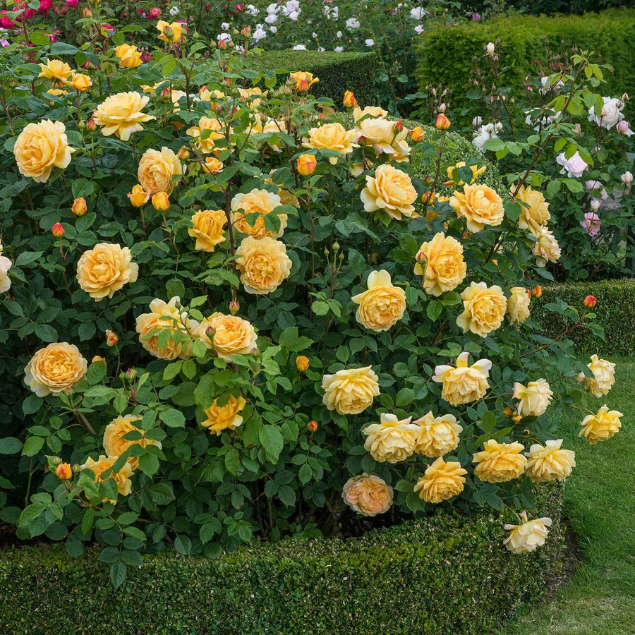 Golden Celebration - David Austin Rose - Image 8