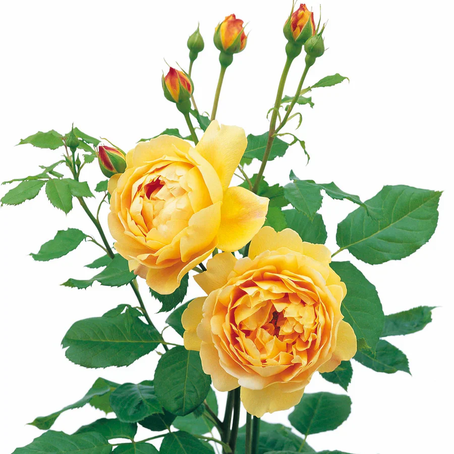 Golden Celebration - David Austin Rose - Image 9