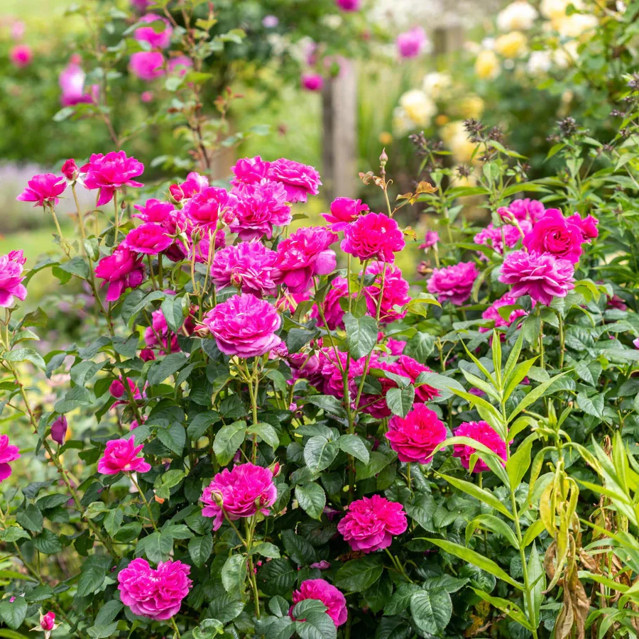 James L. Austin - David Austin Rose - Image 4