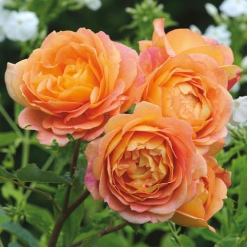Lady of Shalott - David Austin Rose