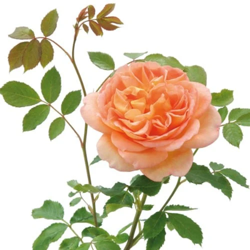 Lady of Shalott - David Austin Rose - Image 10