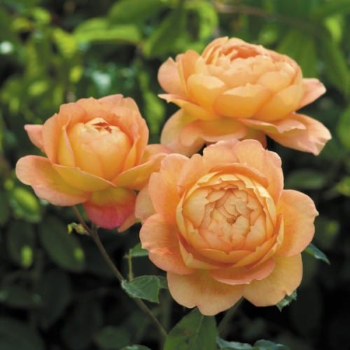 Lady of Shalott - David Austin Rose - Image 2