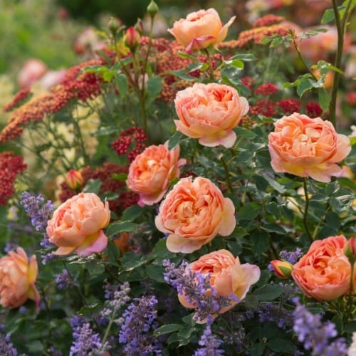 Lady of Shalott - David Austin Rose - Image 3