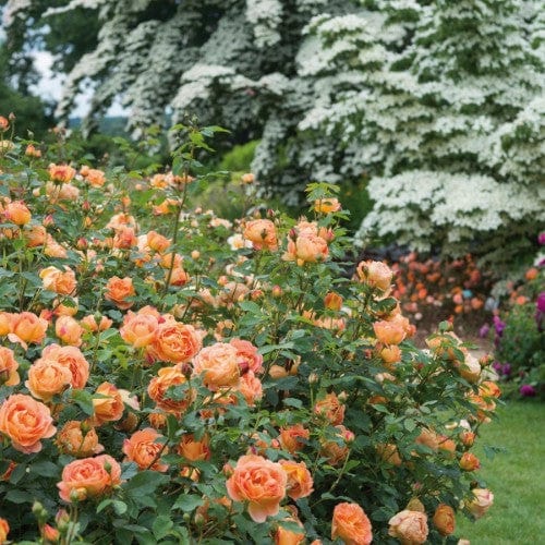 Lady of Shalott - David Austin Rose - Image 4