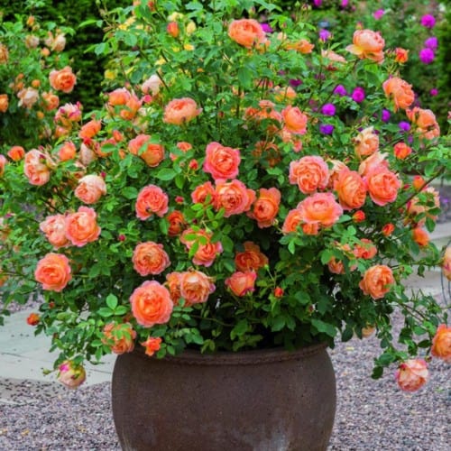Lady of Shalott - David Austin Rose - Image 5
