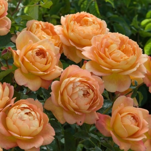 Lady of Shalott - David Austin Rose - Image 6