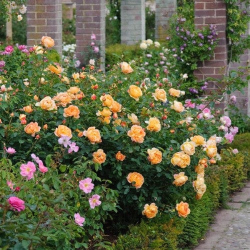 Lady of Shalott - David Austin Rose - Image 7