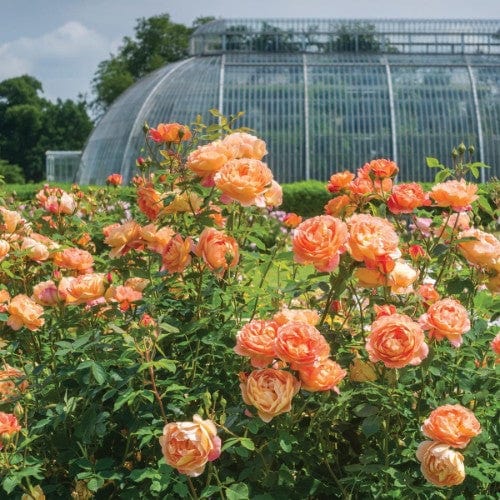 Lady of Shalott - David Austin Rose - Image 8