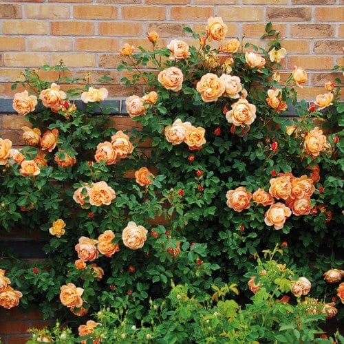 Lady of Shalott - David Austin Rose - Image 9