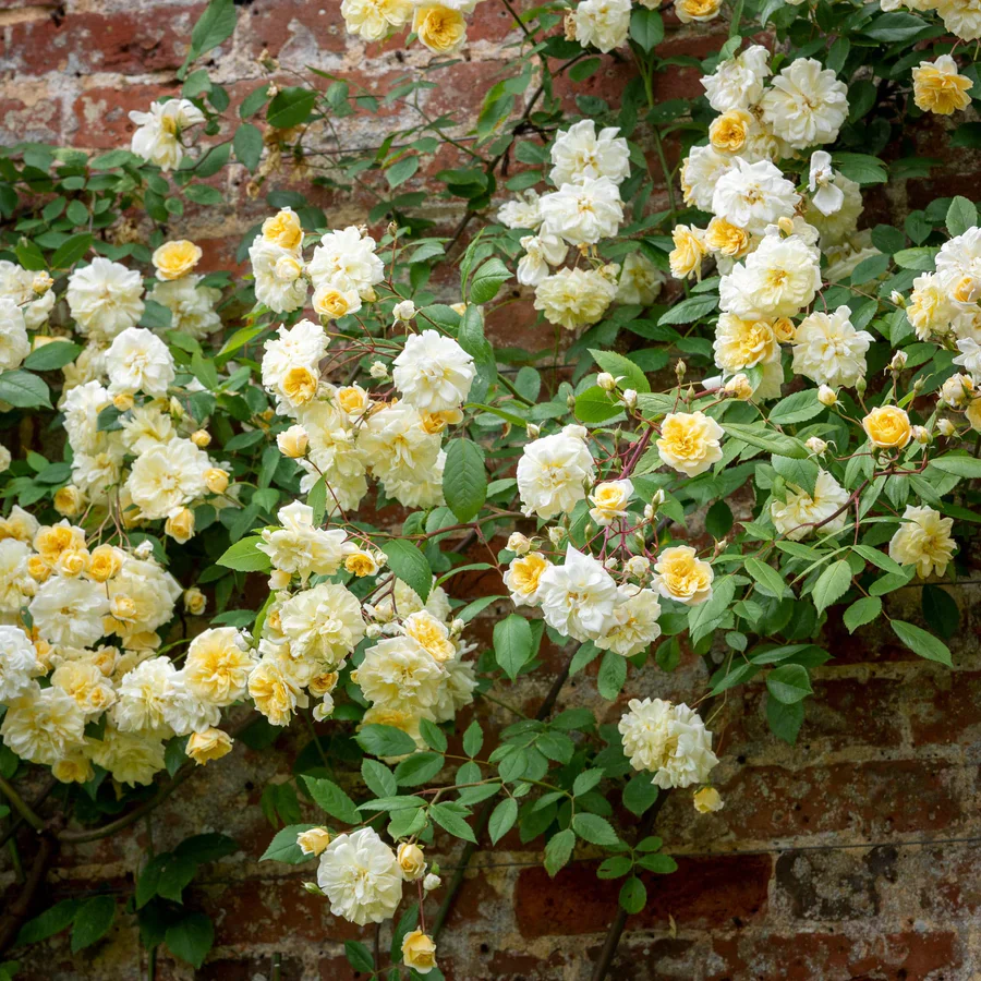 Malvern Hills - David Austin Rose - Image 5
