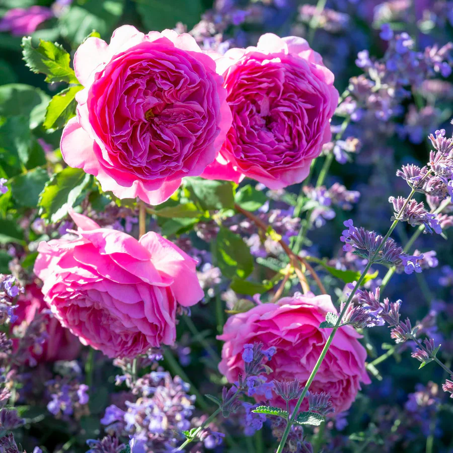 Princess Alexandra of Kent - David Austin Rose