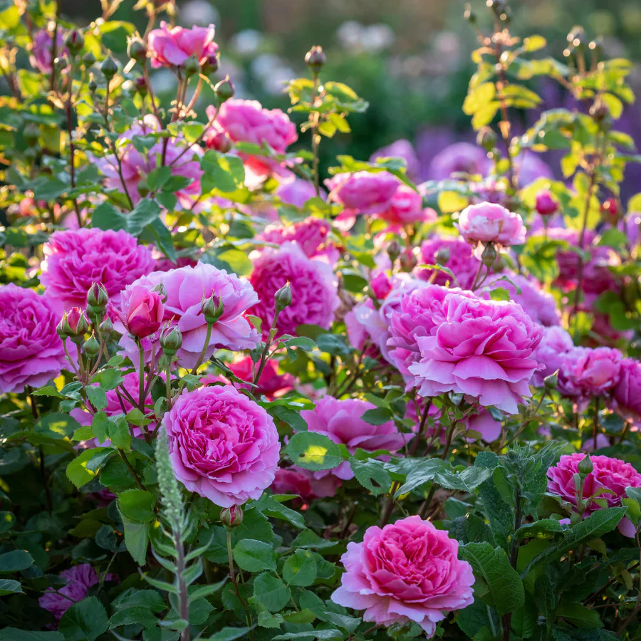 Princess Alexandra of Kent - David Austin Rose - Image 2