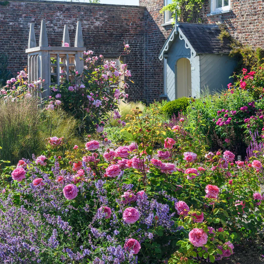 Princess Alexandra of Kent - David Austin Rose - Image 3
