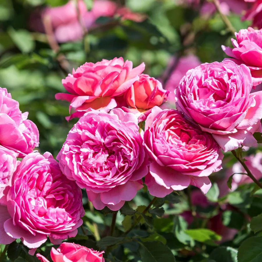 Princess Alexandra of Kent - David Austin Rose - Image 4