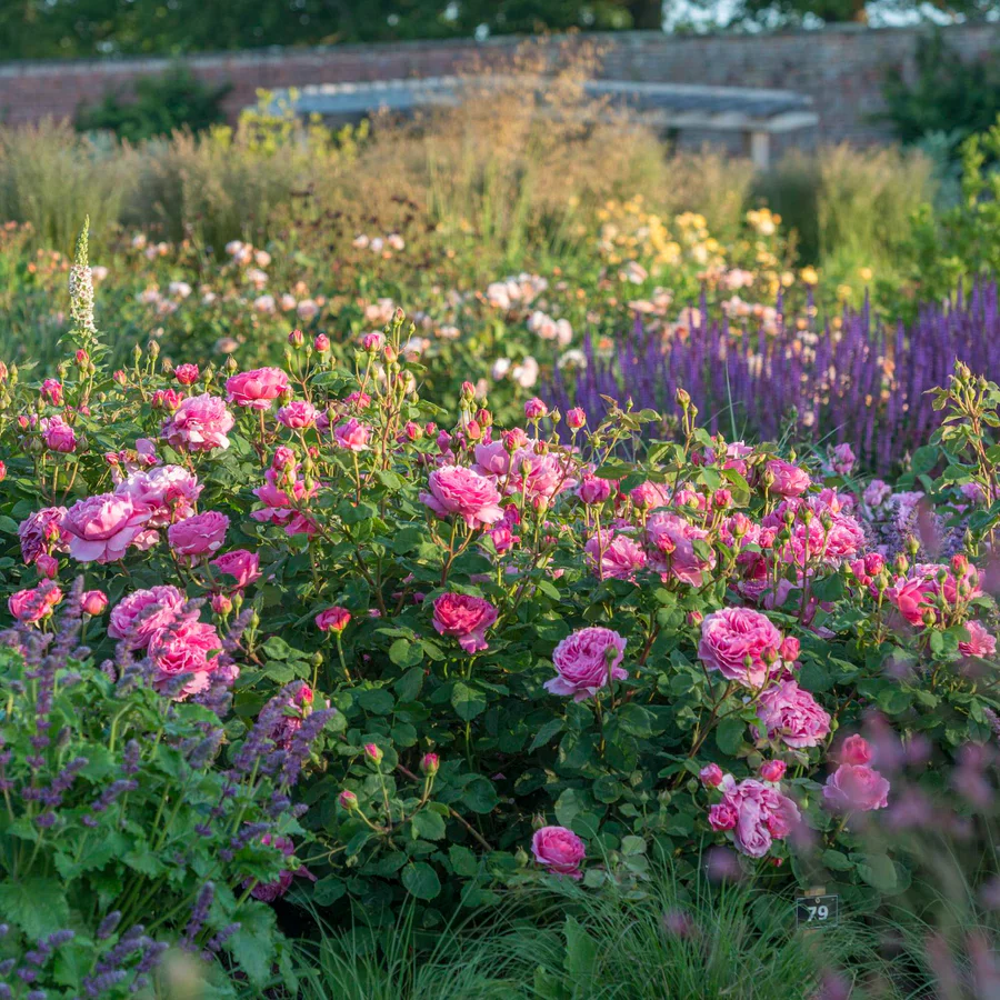 Princess Alexandra of Kent - David Austin Rose - Image 5