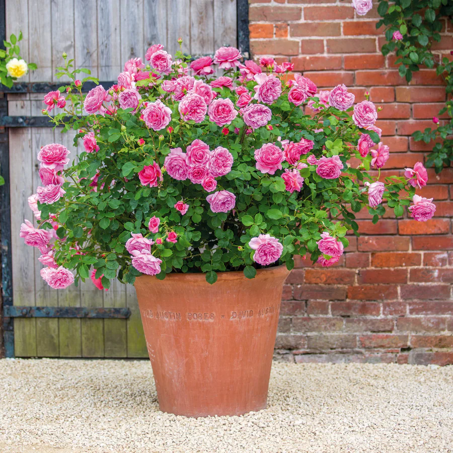 Princess Alexandra of Kent - David Austin Rose - Image 6