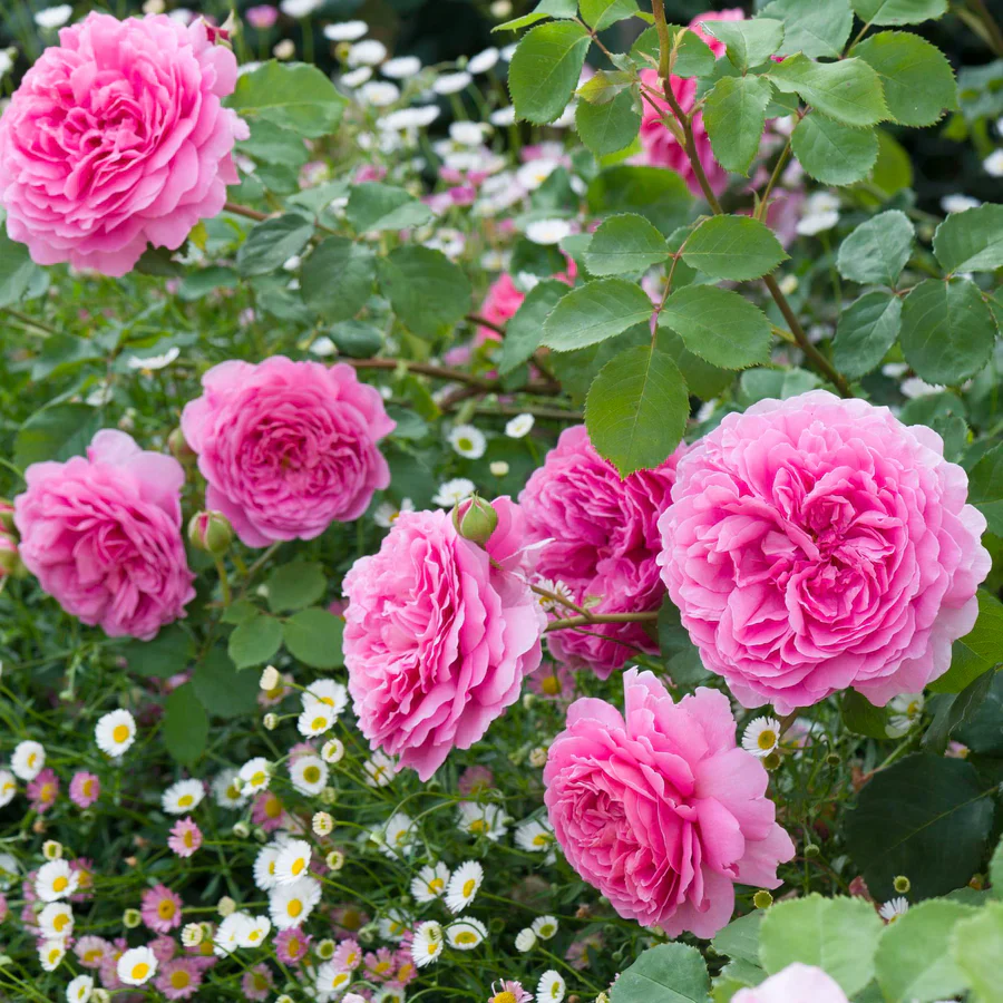 Princess Alexandra of Kent - David Austin Rose - Image 7