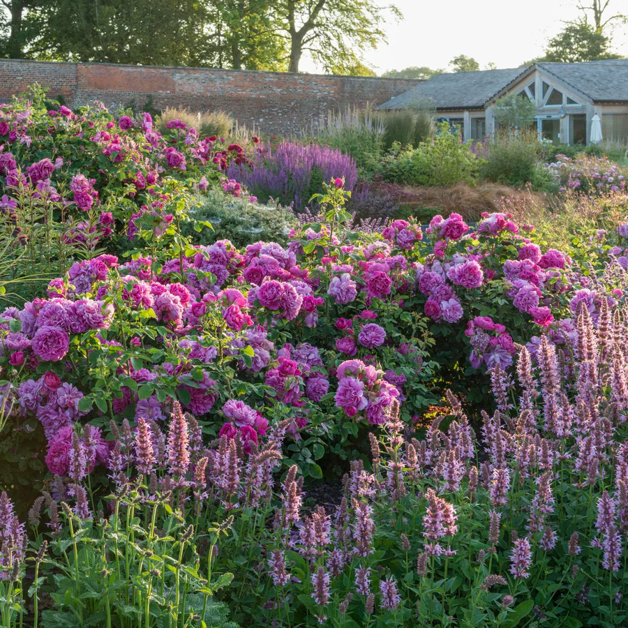 Princess Anne - David Austin Rose - Image 6