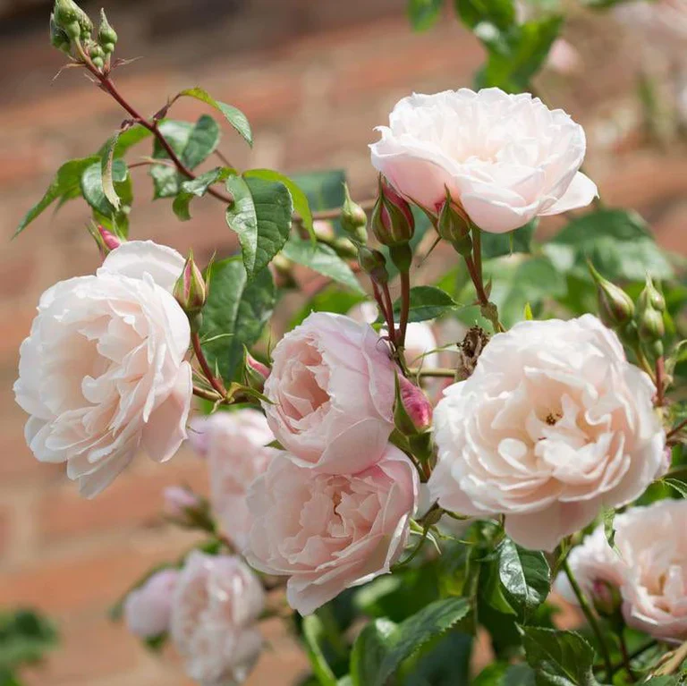 The Generous Gardener - David Austin Rose - Image 7