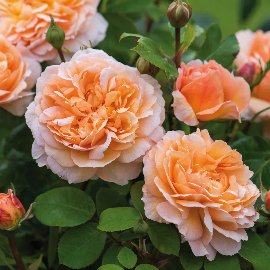 The Lady Gardener - David Austin Rose - Image 3