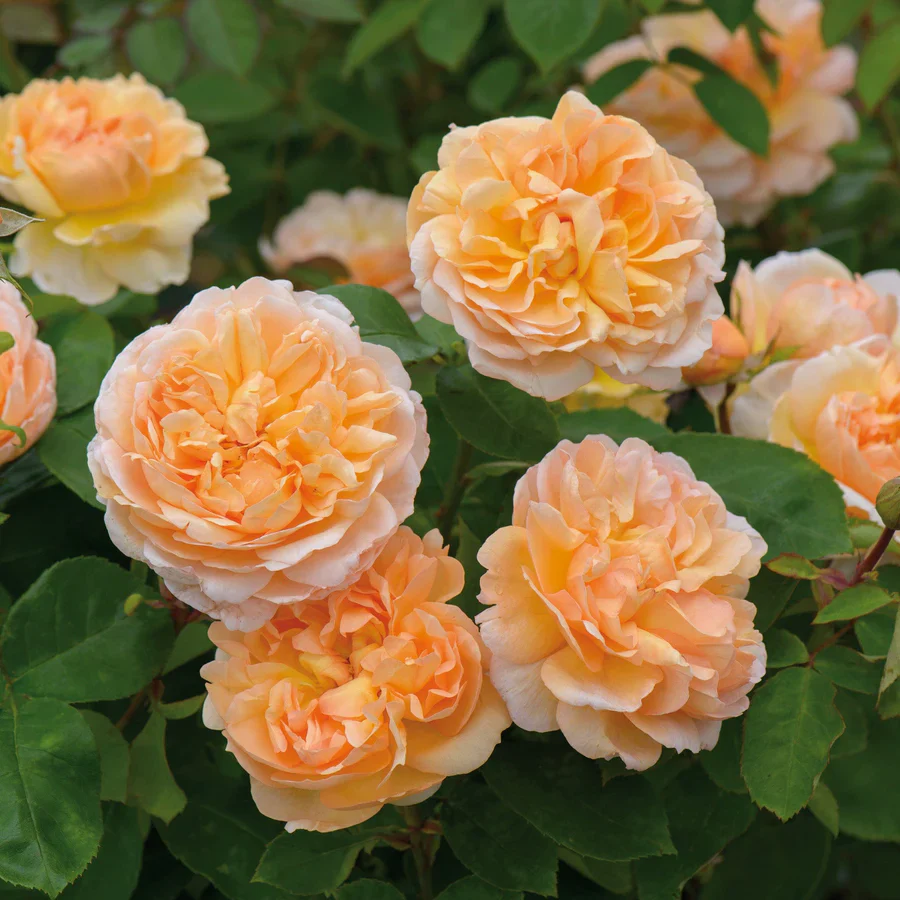 The Lady Gardener - David Austin Rose - Image 4
