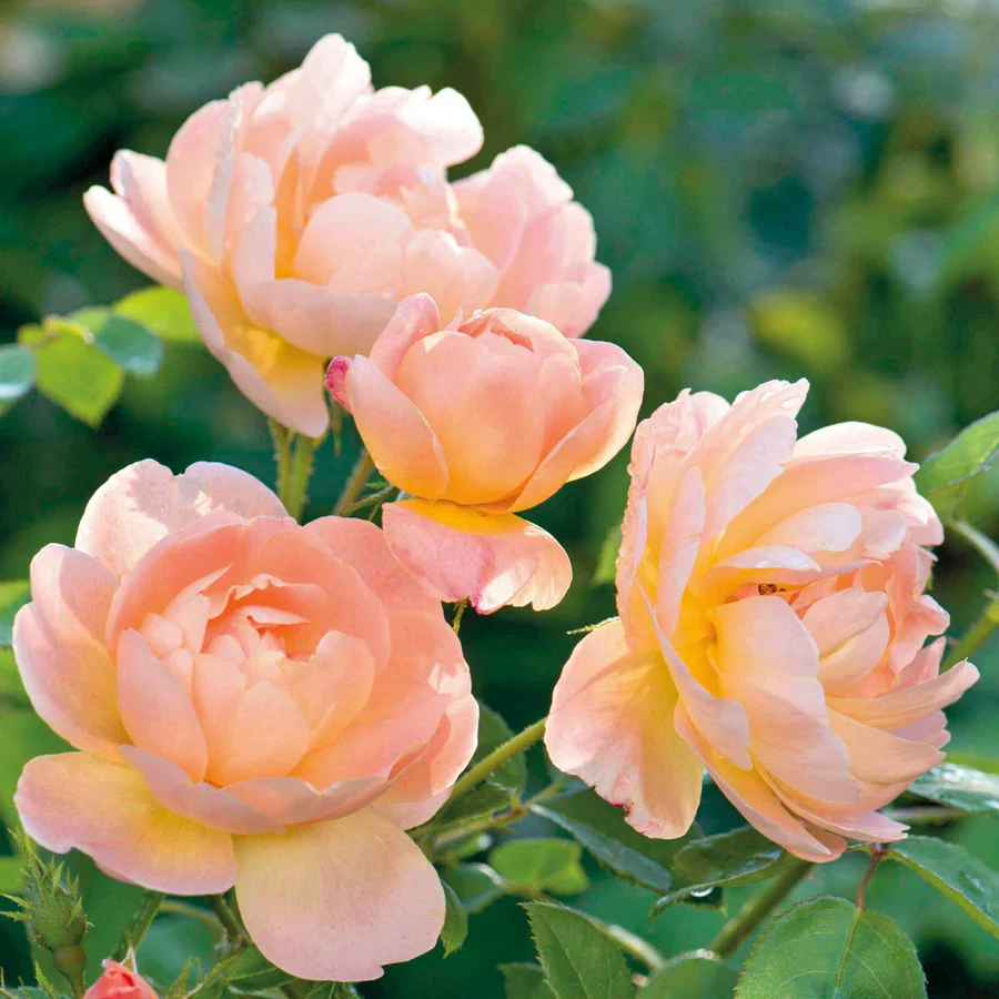The Lark Ascending - David Austin Rose