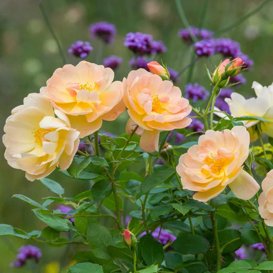 The Lark Ascending - David Austin Rose - Image 3