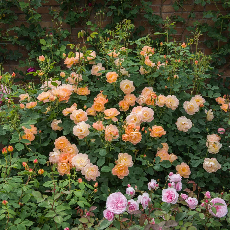 The Lark Ascending - David Austin Rose - Image 4