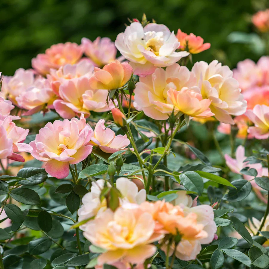 The Lark Ascending - David Austin Rose - Image 5