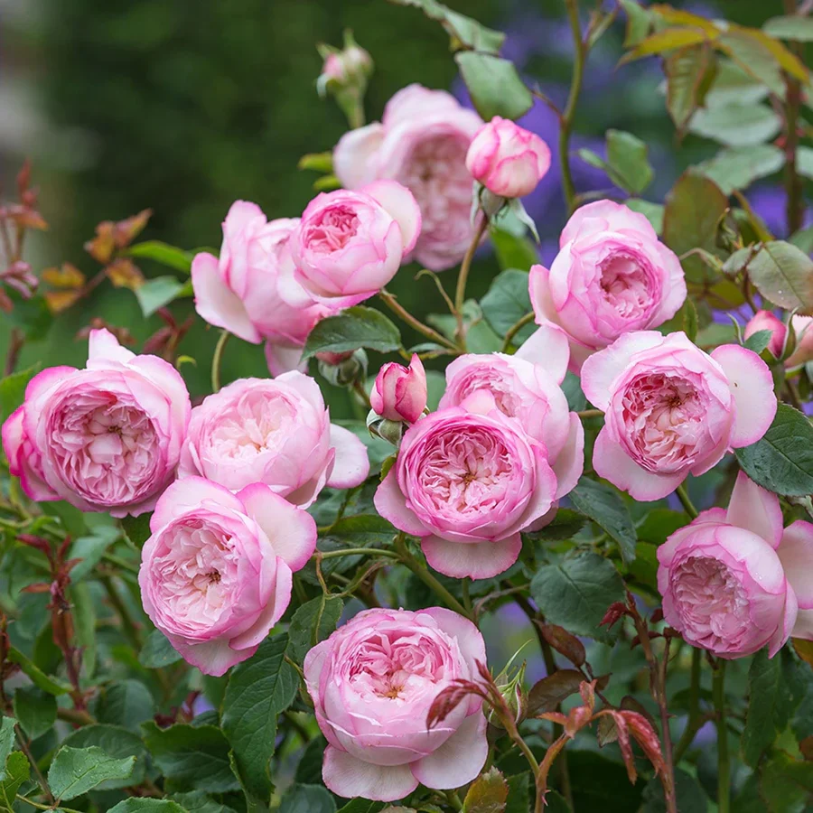 The Mill on the Floss - David Austin Rose - Image 2
