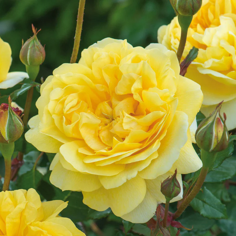The Poet's Wife - David Austin Rose