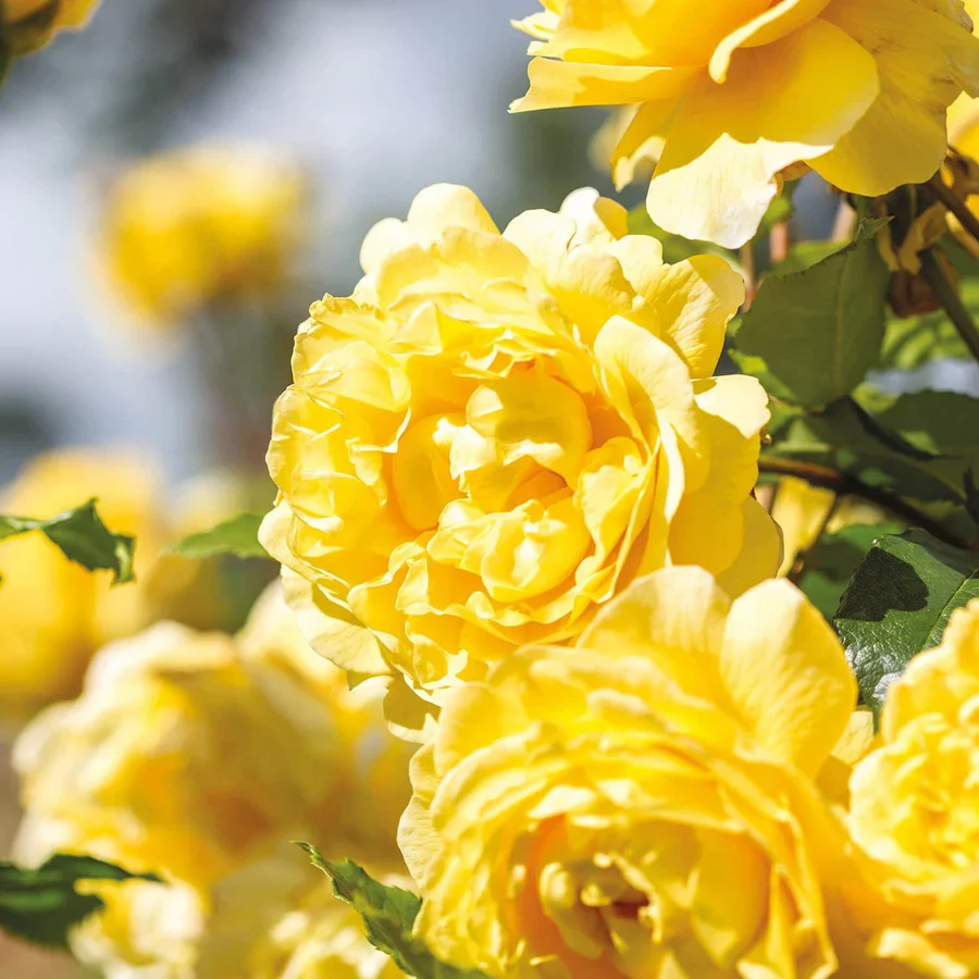 The Poet's Wife - David Austin Rose - Image 2