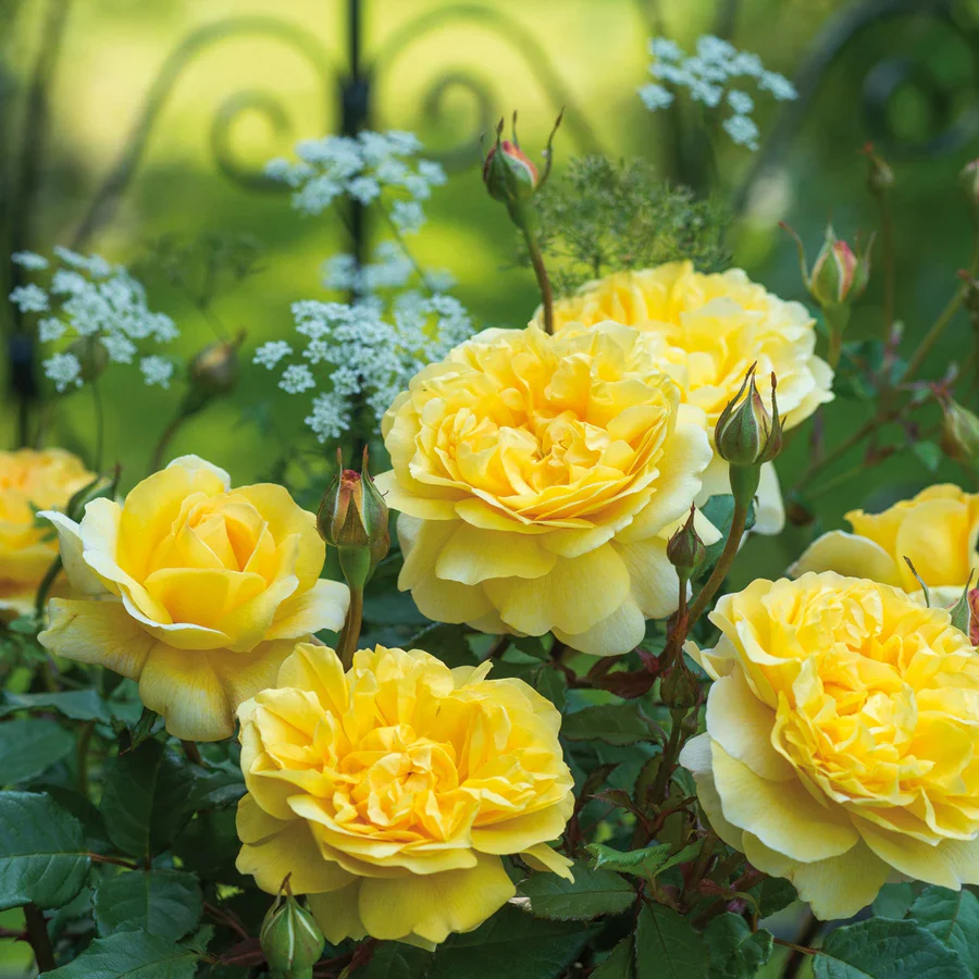The Poet's Wife - David Austin Rose - Image 3