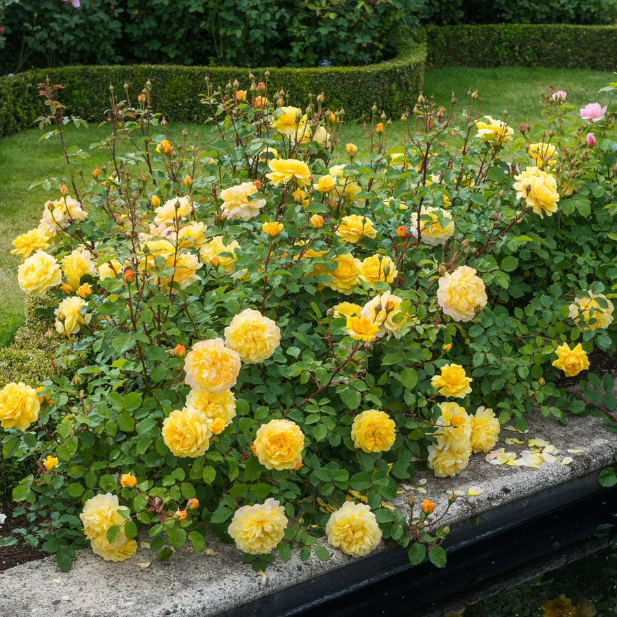 The Poet's Wife - David Austin Rose - Image 4