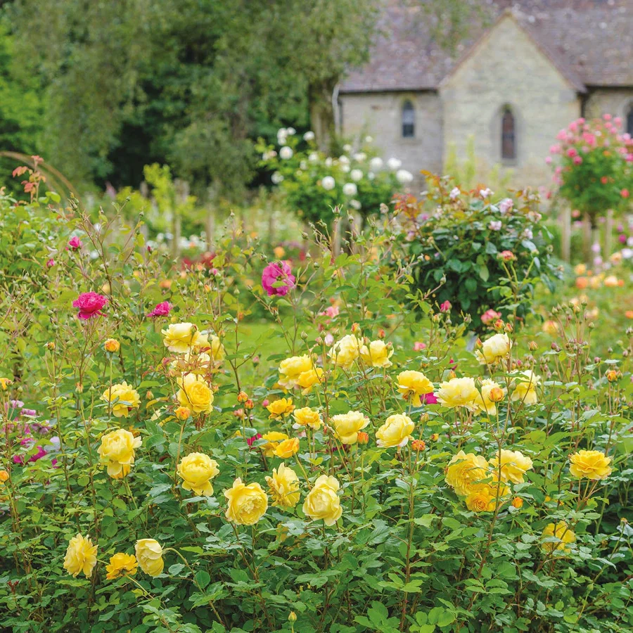 The Poet's Wife - David Austin Rose - Image 5
