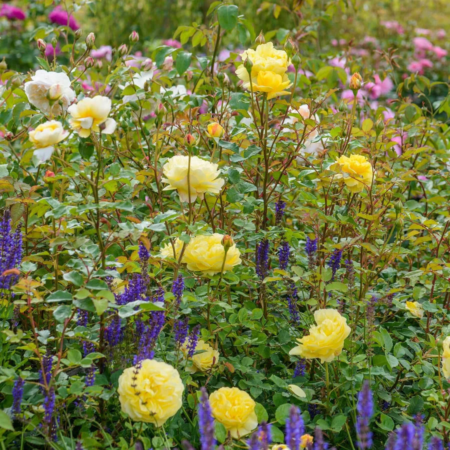 The Poet's Wife - David Austin Rose - Image 6