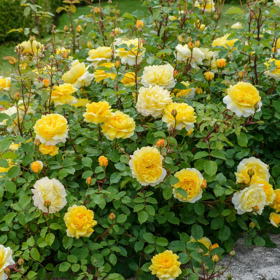 The Poet's Wife - David Austin Rose - Image 7