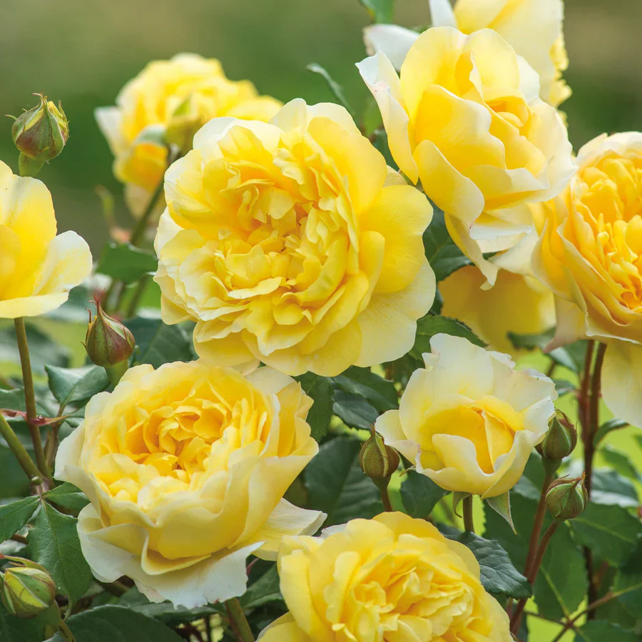 The Poet's Wife - David Austin Rose - Image 8