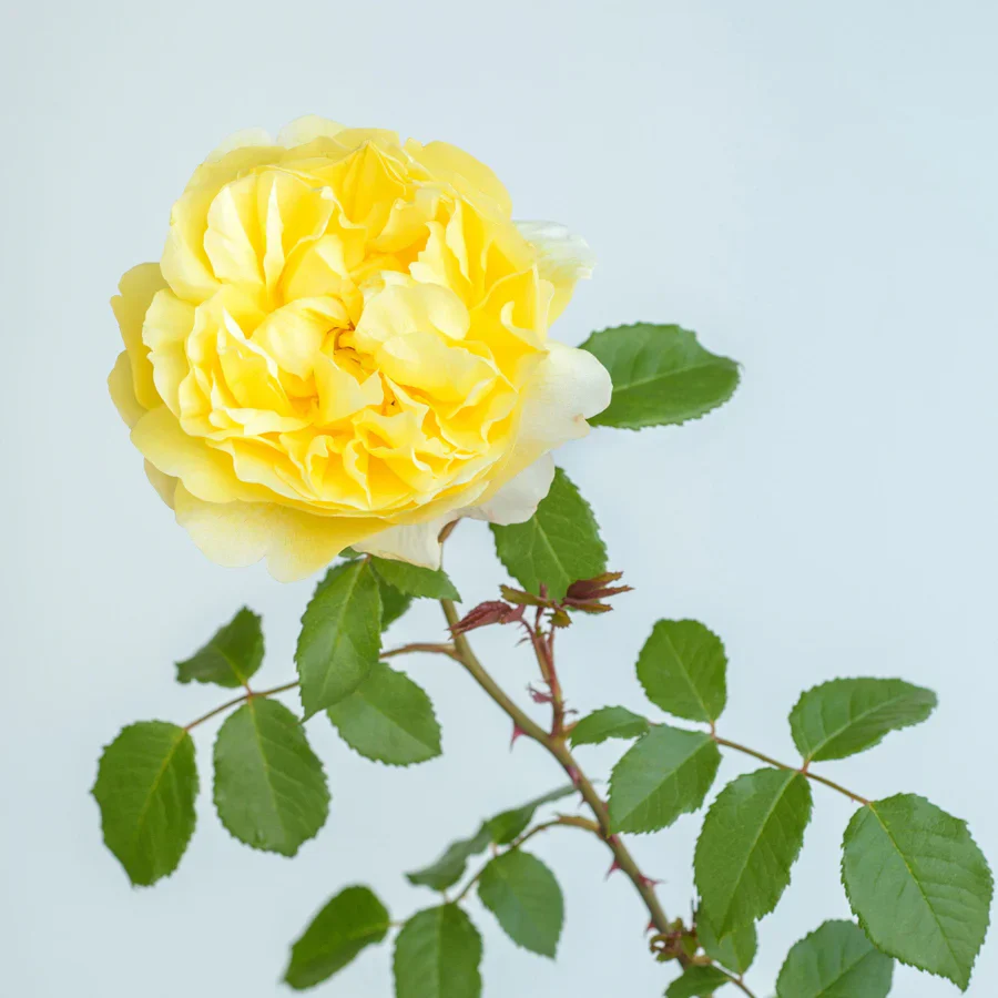 The Poet's Wife - David Austin Rose - Image 9