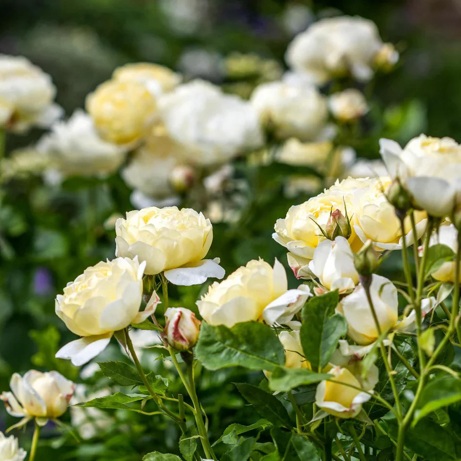 Vanessa Bell - David Austin Rose - Image 3