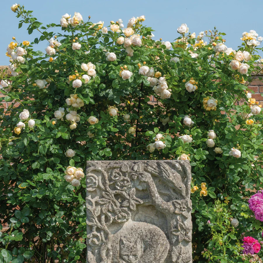 Wollerton Old Hall - David Austin Rose - Image 2
