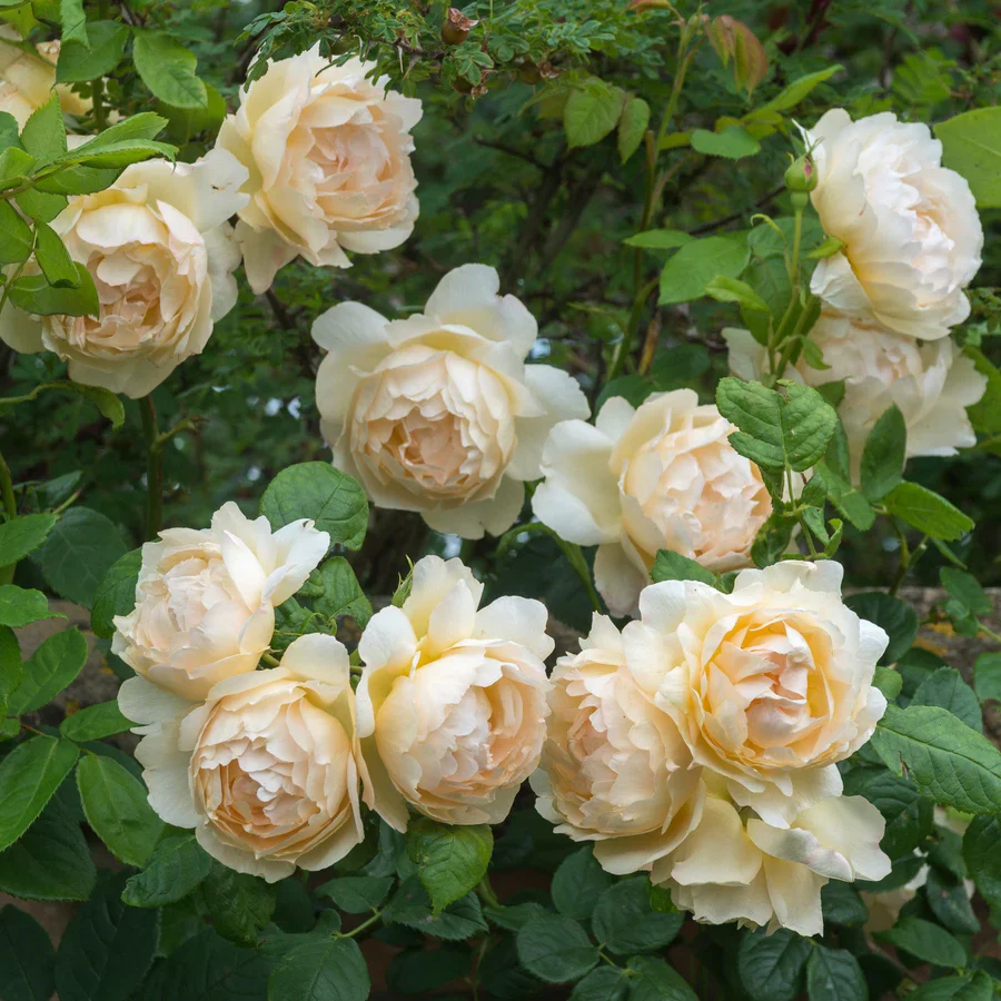 Wollerton Old Hall - David Austin Rose - Image 3