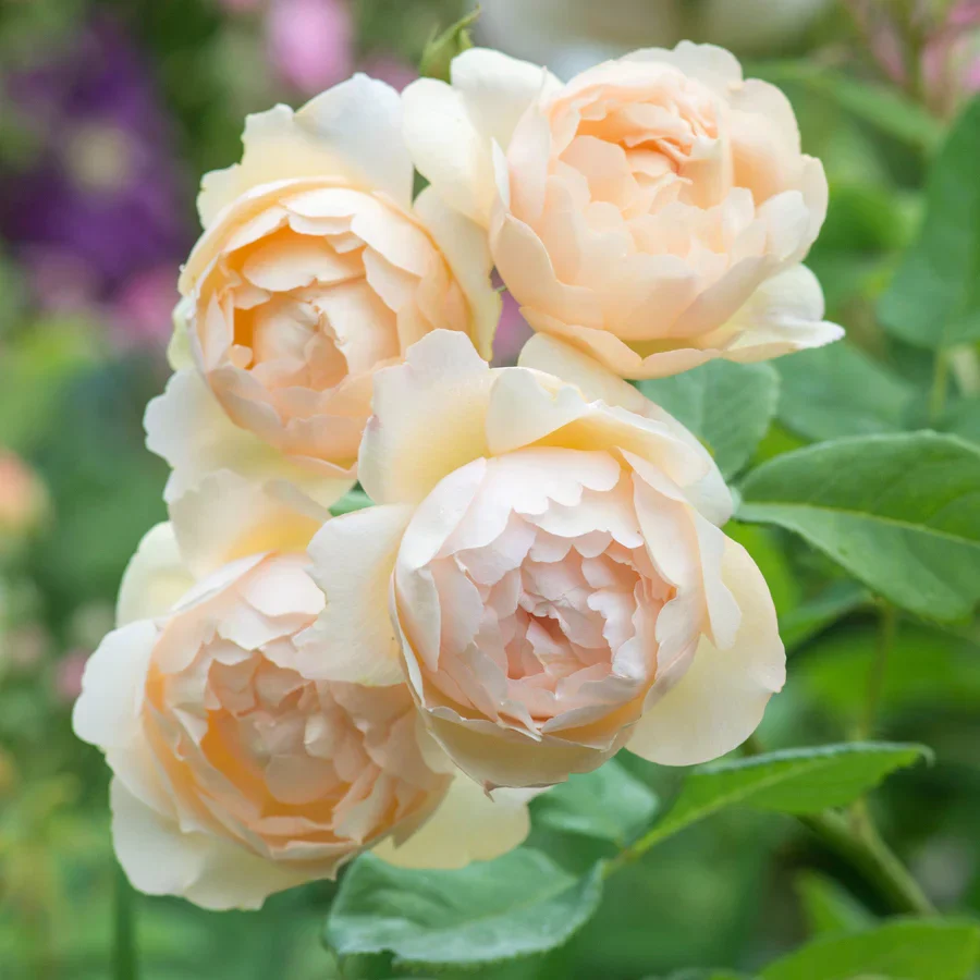Wollerton Old Hall - David Austin Rose - Image 4