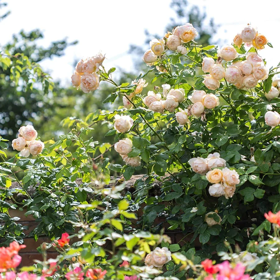 Wollerton Old Hall - David Austin Rose - Image 5