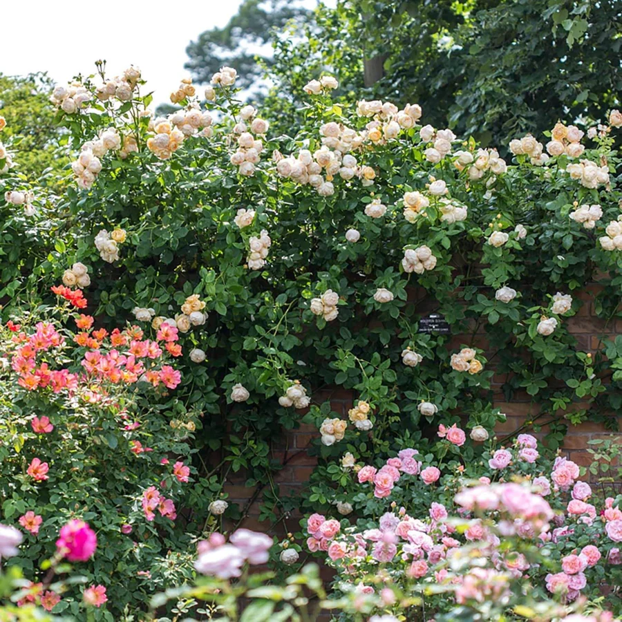 Wollerton Old Hall - David Austin Rose - Image 6
