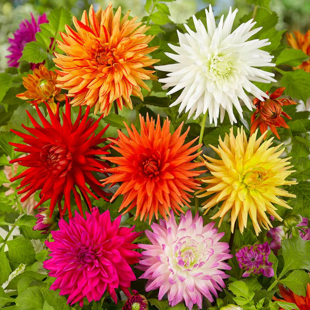 Dahlia, Cactus - Mix, Bonus 4 Pack - Image 2