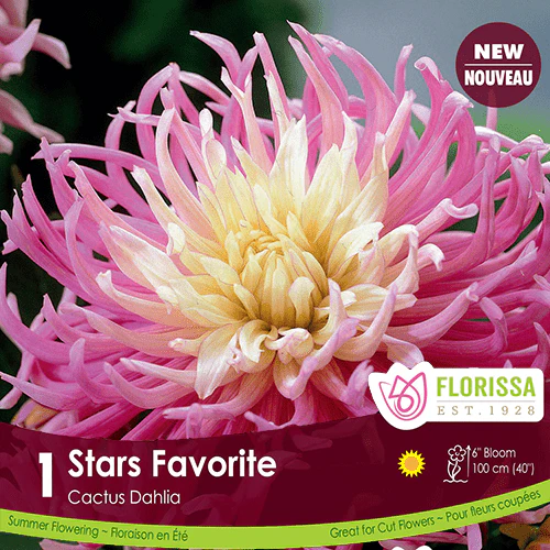 Dahlia - Stars Favorite