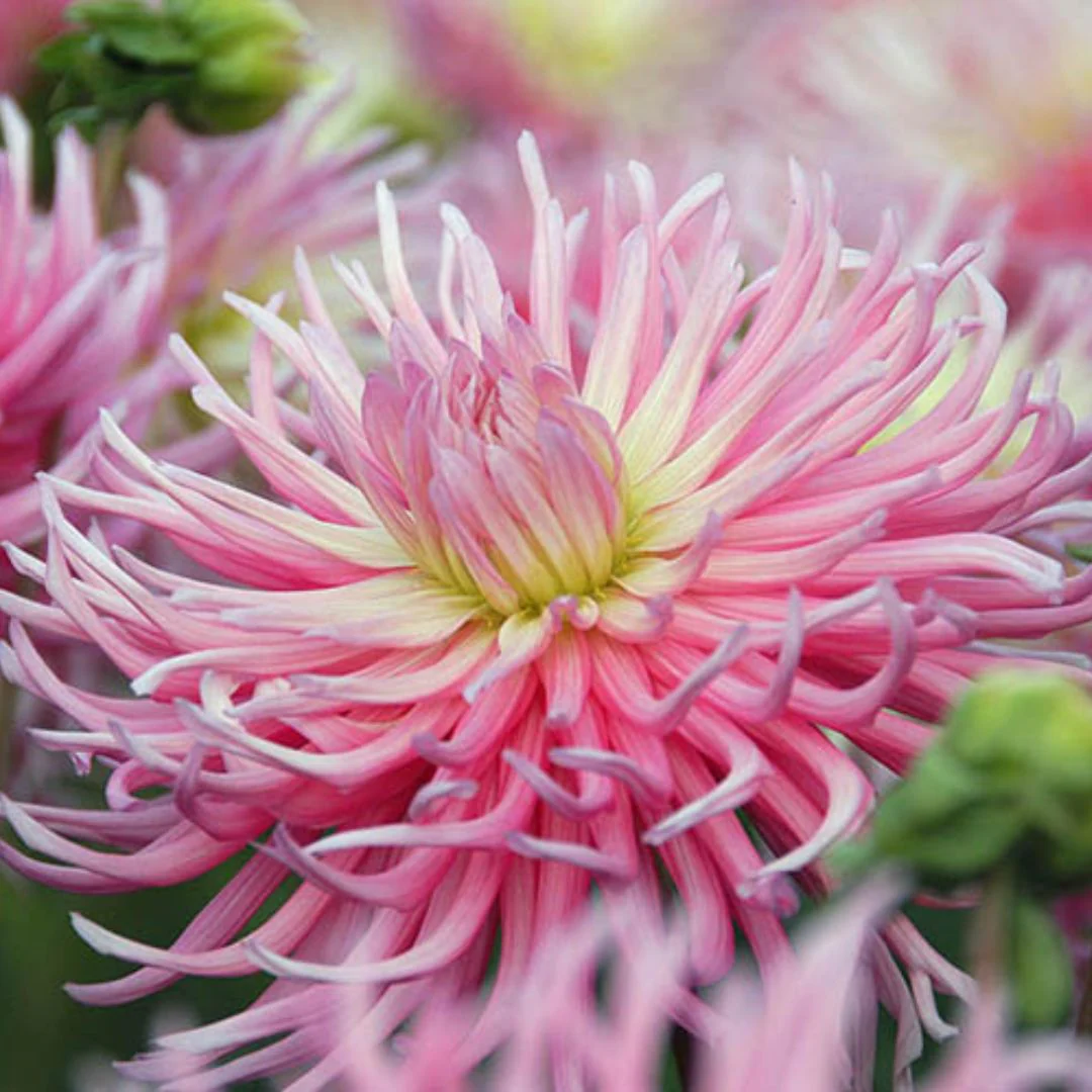 Dahlia - Stars Favorite - Image 2
